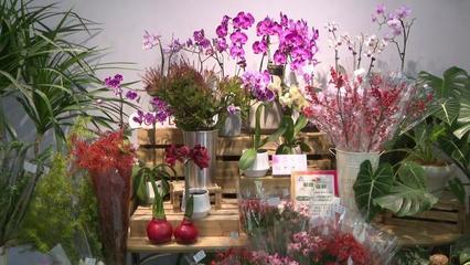 第二屆秋季進口球根花卉展 復興公園綻放進博同款潮流花卉，機械設(shè)備賦能綠色園藝