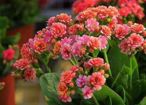 長壽花夏天能開花嗎？一年四季養(yǎng)護方法全在這里
